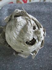 Real Paper Wasp Hornet Bee Nest picture