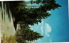 VTG Postcard- Tall Pines Unused 1960 picture