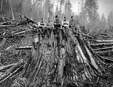 1925 Loggers Sitting On Cedar Stump, WA Old Photo 8.5 X 11 Art Print picture