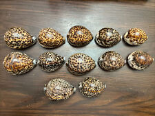 Vintage Lot of 12 Cypraea Tigris Tiger Cowrie Seashell Snail Collection picture