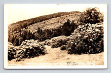 RPPC Scenic View of Flowering Rhododendron by DM Brown Roan Mountain TN Postcard picture