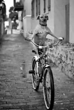 ODD, STRANGE, FUNNY/Vintage 1960's/HOUND DOG RIDING BICYCLE/4x6 B&W Reprint picture