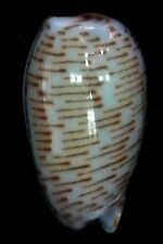 seashell Persicula interruptolineata 7-8mm Gem/F+++ picture
