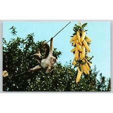 Postcard FL Indian Rocks Beach Chico's Lunch Time Monkey Tiki Gardens picture