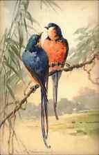 Beautiful Tropical Birds on Branch C. Klein c1920s-30s Postcard picture
