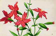 Fire Pink Wildflower Chrome Postcard National Wildlife Federation 1957 picture