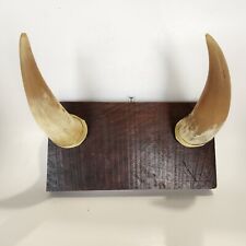 Vintage Bull Horn Coat Hat Gun Rack Western Rustic Wood Handmade 10 x 5 picture
