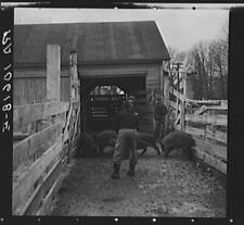 Driving hogs onto the weighing scales at the Aledo stockyards, Illinois picture