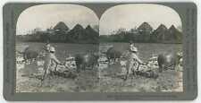 Philippines MANILA Harrowing Rice Field w/ Water Buffalo Stereoview 10064 21108 picture