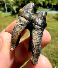 INCREDIBLE FULLY ROOTED ICE AGE TAPIR TOOTH FOSSIL Teeth Jaw Skull Florida Bone picture