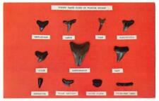 Sharks Teeth Found On Florida Shores. Vintage Post Card. Unposted picture