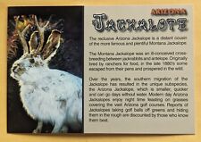 Postcard U. S. A. Fauna. Arizona Jackalope  picture