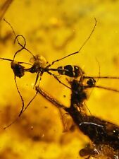 Big ant 🐜  burmite Cretaceous Amber fossil dinosaurs era picture