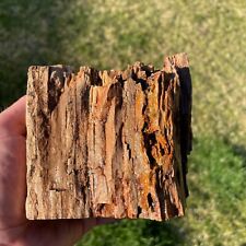 Large Cut Petrified Wood Specimen 4+lbs (B25) picture