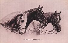 Postcard Vintage (1) Stable Companions/Sheahan's Famous Picture UP (115) picture