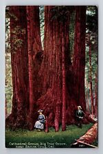 Santa Cruz CA-California, Cathedral Group, Big Tree Group Vintage Postcard picture