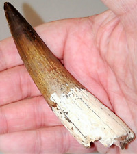 3 INCH LONG SPINOSAURUS TOOTH REAL DINOSAUR TEETH FOSSIL EXTINCT RELIC SPINOSAUR picture