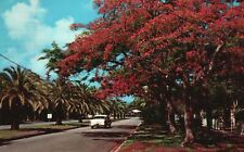 Vintage Postcard 1957 Brilliant Royal Poinciana Trees Add Color To Res. Florida picture