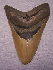 MEGALODON Shark Tooth 5 5/8