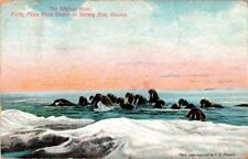Vintage Walrus Bering Sea Nome Alaska Divided Back Postcard posted 1909 picture