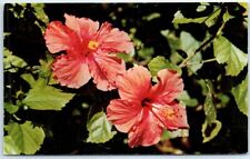 Postcard - The delicately tinted hibiscus, as grown in the beautiful Southland picture
