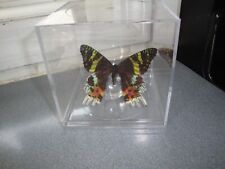 GORGEOUS MONARCH BUTTERFLY IN ACRYLIC SQUARE DISPLAY BOX 4