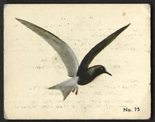 1952 BLACK TERN Card PARKHURST Gum V339-2 Audubon BIRDS Canadian #75 Bird Cards picture
