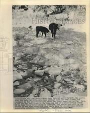 1962 Press Photo Cow and calf stand in dry Austin creek - Day 55 with no rain picture