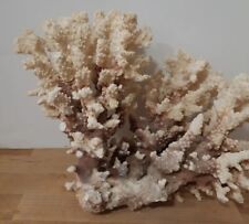 Coral Large Genuine Natural Stem Coral Brown and White (5.6 lbs) Very Unique picture