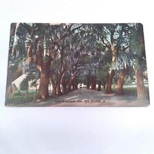 New Orleans Louisiana -Arbor Park- Oak Trees Canopy Path Postcard Posted 1908 picture