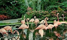 FL Sunken Gardens Pink Flamingos Saint Petersburg Flowers Vtg Postcard View UNP picture