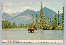 Postcard Alaskan Bull Moose Scenic Alaska Continental Card picture