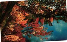 Vintage Postcard- Fall foliage, Camp Wonderland, Sharon, MA picture