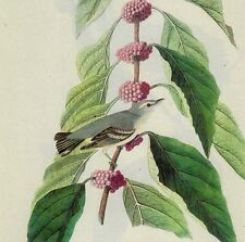 Cerulean Warbler Bird 1946 Color Plate Print John James Audubon Nature DWV2B picture