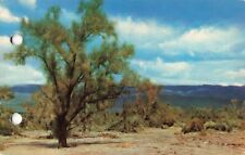 Sacramento CA California, Picturesque Desert Smoke Tree, Vintage Postcard picture