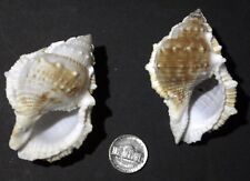 Salt Water Fish Tank Decor Crafts Conch Shells Brown White  3 inch Lot of 2  picture