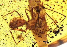 Large Detailed Araneae (Spider), Fossil inclusion in Burmese Amber picture