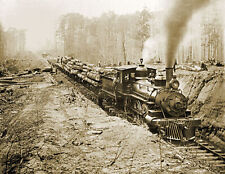 1902 Logging Railroad, Keystone Lumber Co. Vintage Old Photo 8.5