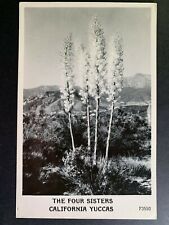 RPPC Postcard - The Four Sisters California Yuccas picture
