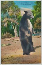 California Bearing Good Wishes Bear Woods Postcard N8 picture