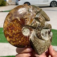 1.13LB Rare Natural Tentacle Ammonite Fossil Specimen Shell Healing Madagascar picture