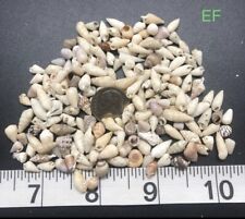Very Small/Tiny Shells - Mixed Lot - Authentic Hawaiian Shells picture
