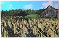 Southern Tobacco in Field w/ Tobacco Barn Behind Postcard 1966 picture