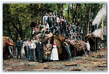 c1910's Big Trees Of The Pacific Coast Logging Camp Unposted Antique Postcard picture