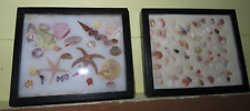 Lot 2 Vintage Estate Seashell Collections in Riker Display Box Starfish Tinies picture