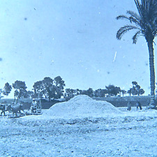 c.1900s Glass Plate Negative Egypt Desert Farmer Palm Tree Horses  3-1/4x4 picture