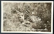 Fawn. Gallatin Gateway Montana. 320 Ranch. Real Photo Postcard. RPPC New Arrival picture