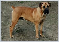 Postcard Boerboel Dog Breed Canis lupus familiaris South African Mastiff picture