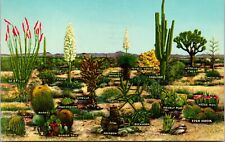 Vtg Palm Springs California CA Varieties of Desert Vegetation 1960s Postcard picture