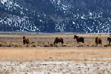 K. Mullen : Horses in Winter Field : Rustic : Archival Quality Matte Print picture